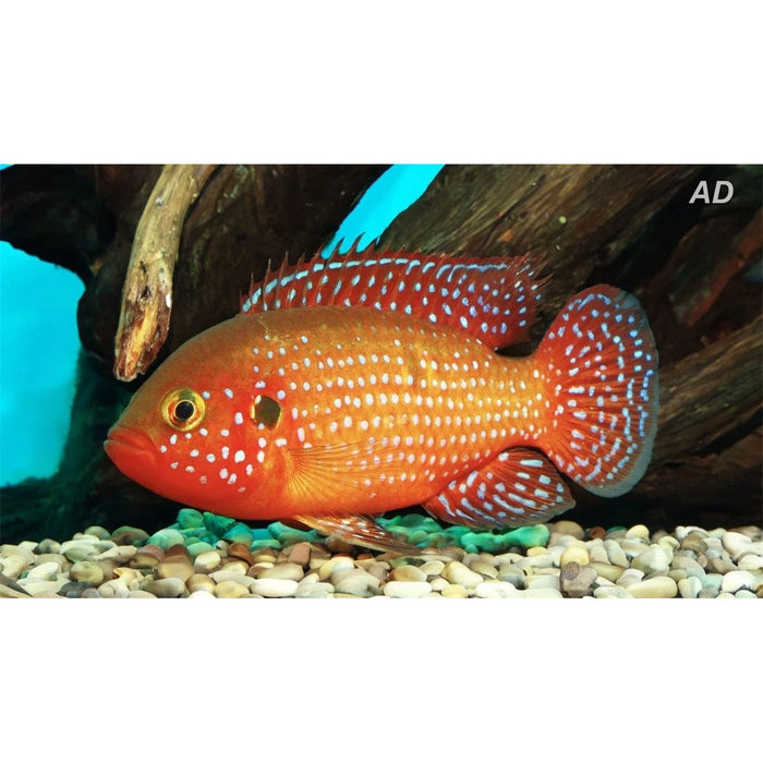 FOUDEBASSIN.COM HEMICHROMIS BIMACULATUS 4CM 8715897307683 V1454400
