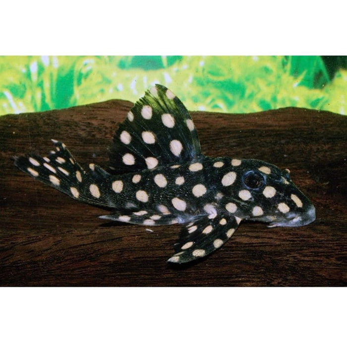 FOUDEBASSIN.COM HYPANCISTRUS CONTRADENS L201 3-3,5CM NAKWEEK 8715897275012 V1455405