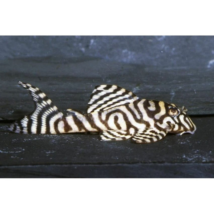 FOUDEBASSIN.COM HYPANCISTRUS SP. L236 3-3,5CM NAKWEEK 8715897274084 V1455294