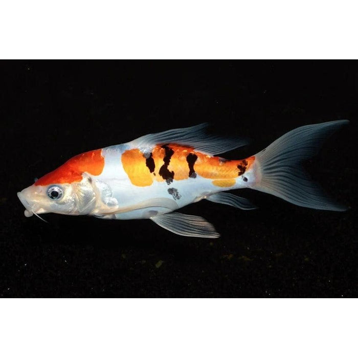 FOUDEBASSIN.COM KOI BUTTERFLY SBS 9-12 CM 8715897182075 V1236050