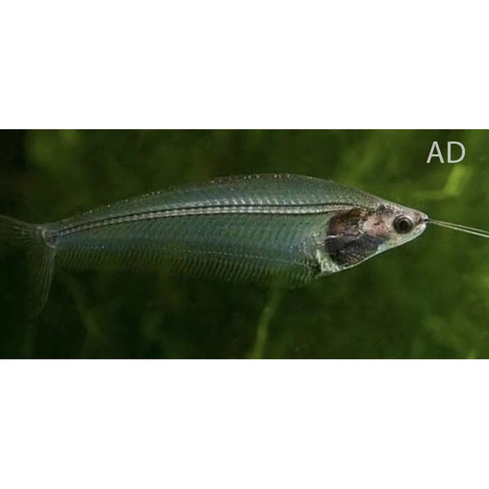 FOUDEBASSIN.COM KRYPTOPTERUS BICIRRHIS 4,5-5CM 8715897053245 V1455010