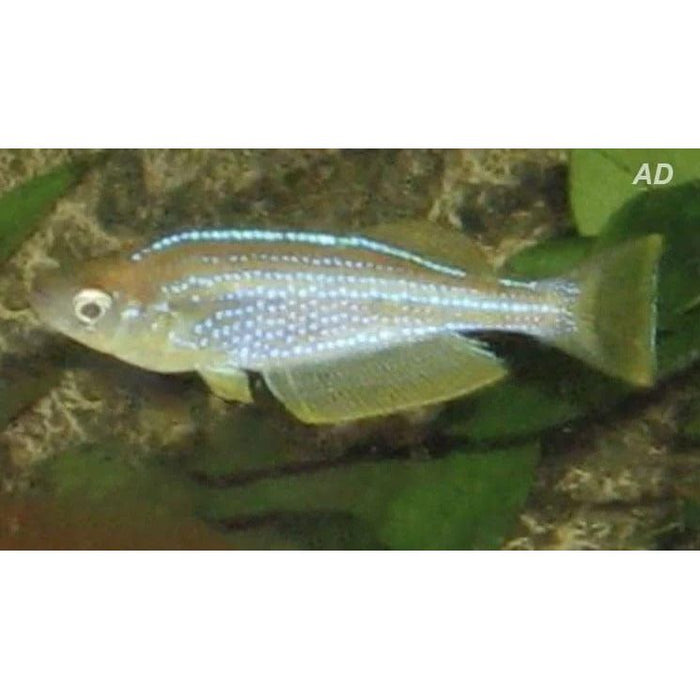 FOUDEBASSIN.COM LAMPRICHTHYS TANGANICANUS 2,5CM 8715897343957 V1455910