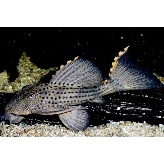FOUDEBASSIN.COM LEPORACANTHICUS TRIACTIS, L 91 5-7CM 8715897047381 V1455350