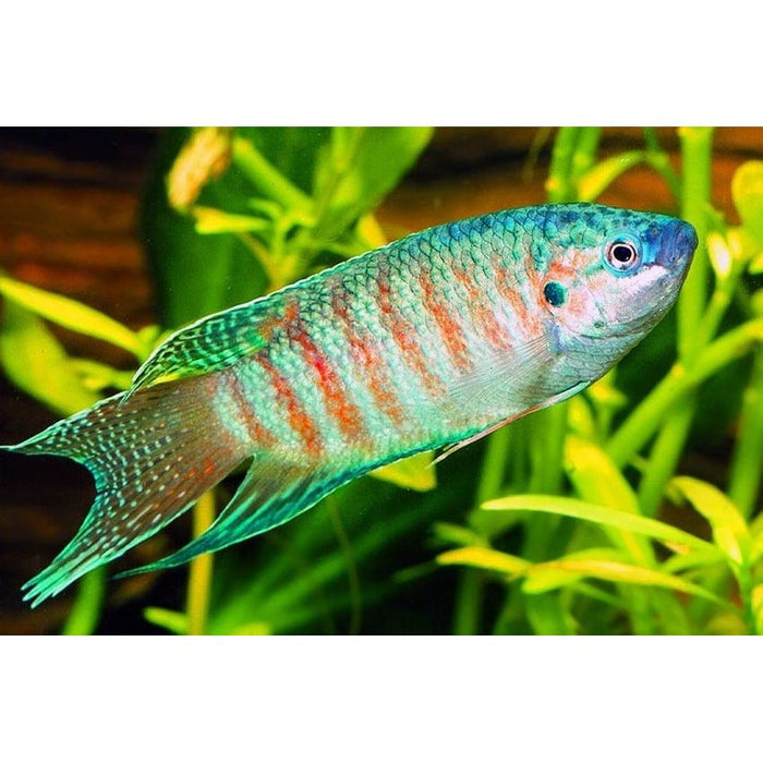 FOUDEBASSIN.COM MACROPODUS OPERCULARIS 4-5CM 8715897311772 V1457425