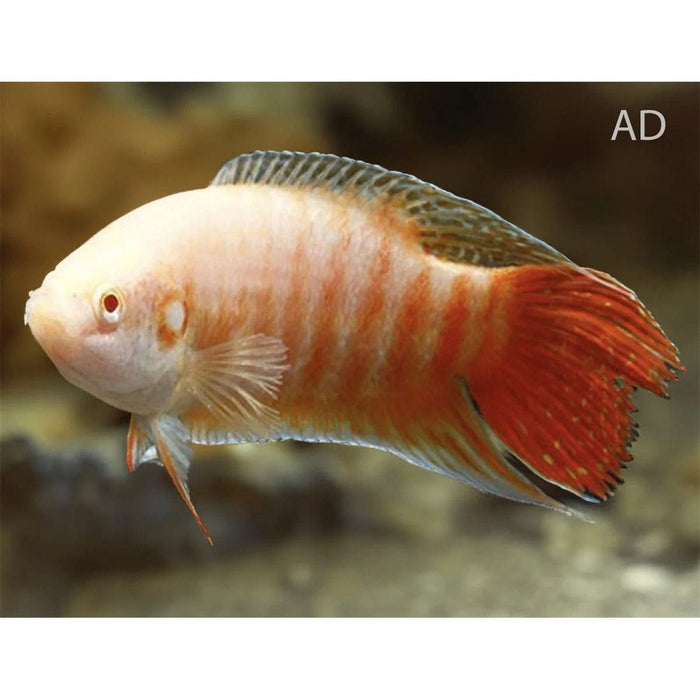 FOUDEBASSIN.COM MACROPODUS OPERCULARIS ALBINO 4-5CM 8715897341212 V1457430