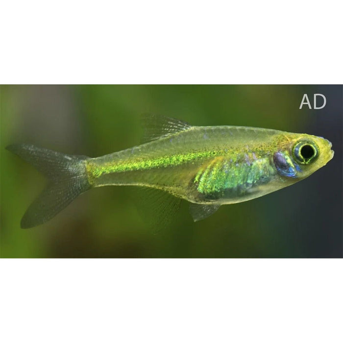 FOUDEBASSIN.COM MICRODEVARIO KUBOTAI 1,5CM 8715897343919 V1457915