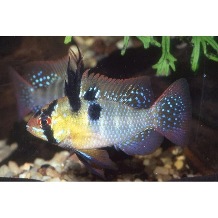 FOUDEBASSIN.COM MIKROGEOPHAGUS RAMIREZI 3-3,5CM 8715897248214 V1458015