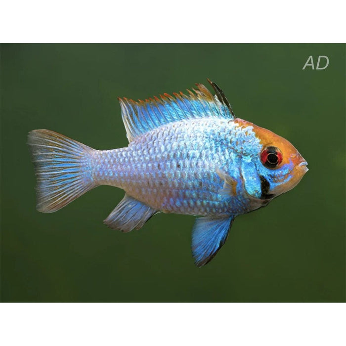 FOUDEBASSIN.COM MIKROGEOPHAGUS RAMIREZI ELECTRIC BLUE 3CM 8715897192241 V1457995