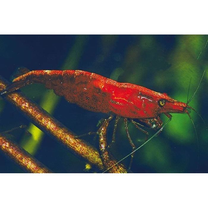 FOUDEBASSIN.COM NEOCARIDINA DENTICULATA SINENSIS RED 1,2CM 8715897210389 V1458473