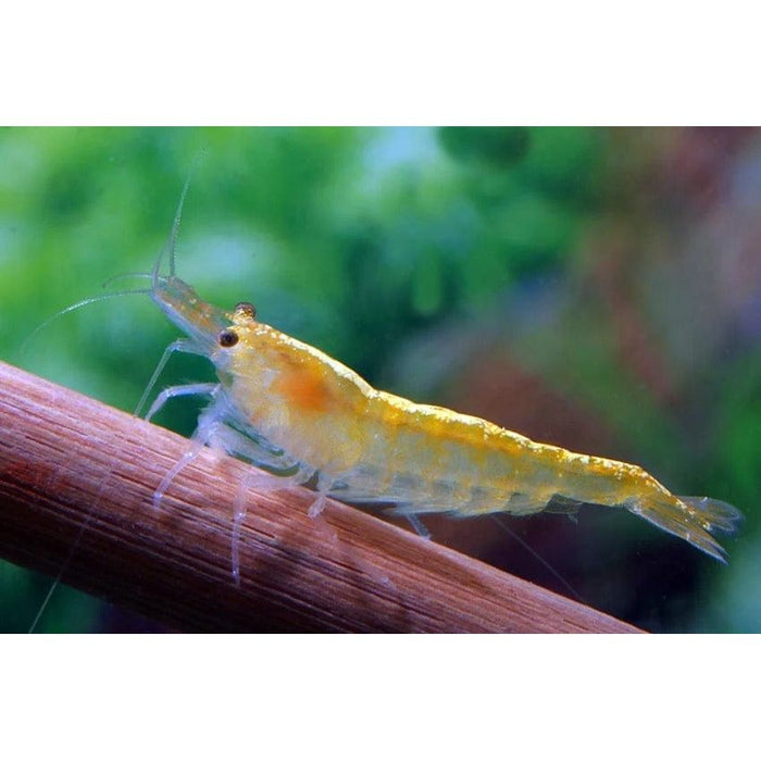 FOUDEBASSIN.COM NEOCARIDINA HETEROPODA GEEL 1,2CM 8715897204371 V1458480