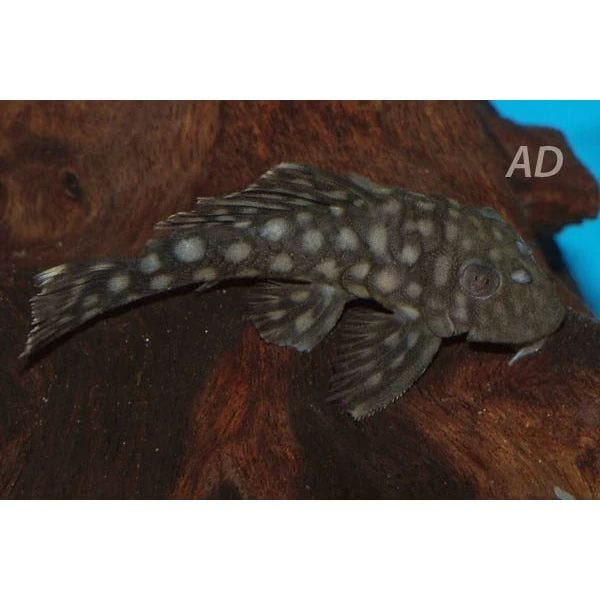 FOUDEBASSIN.COM OLIGANCINSTRUS PUNCTATISSIMUS L020 4-6CM 8715897300998 V1451890