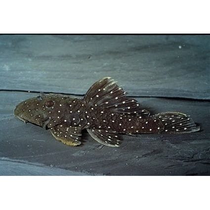 FOUDEBASSIN.COM OLIGANCINSTRUS PUNCTATISSIMUS L030 4-6CM 8715897292699 V1451930