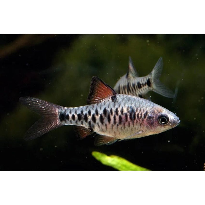 FOUDEBASSIN.COM OLIOTIUS OLIGOLEPIS 1-1,5CM 8715897174919 V1451940