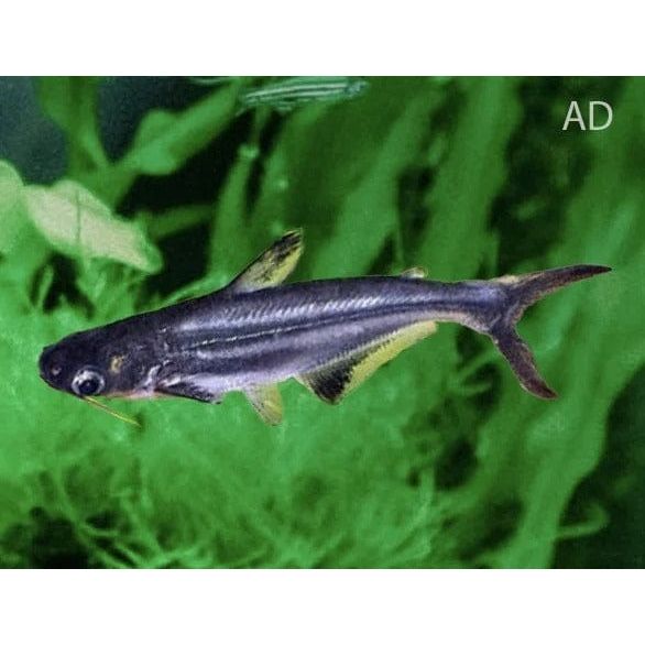 FOUDEBASSIN.COM PANGASIUS HYPOPHTHALMUS 4-5CM 8715897058745 V1458970