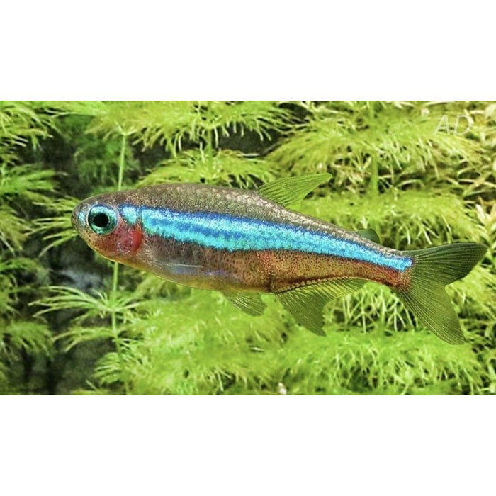 FOUDEBASSIN.COM PARACHEIRODON SIMULANS WILD 1,2-1,5CM 8715897064449 V1459230