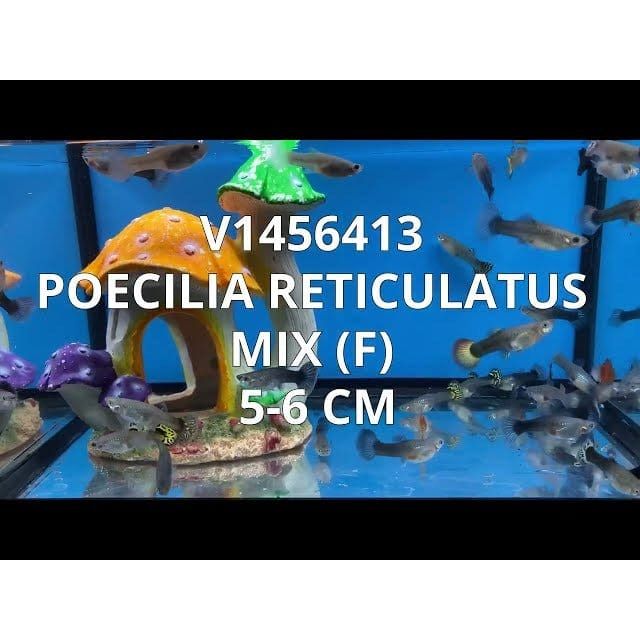 FOUDEBASSIN.COM POECILIA RETICULATUS MIX (F) 5-6CM 8715897237034 V1456413