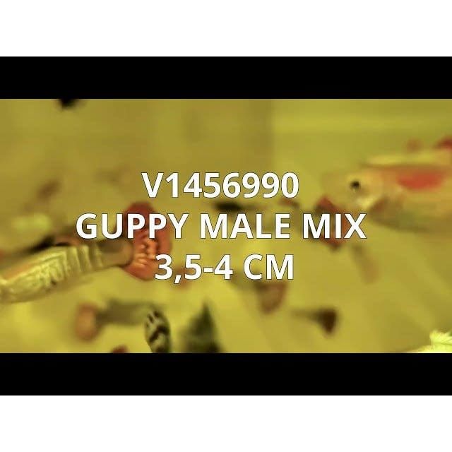 FOUDEBASSIN.COM POECILIA RETICULATUS MIX (M) 3,5-4CM 8715897053689 V1456990