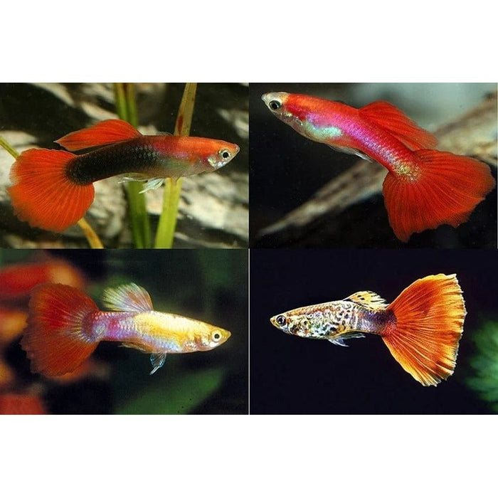 FOUDEBASSIN.COM POECILIA RETICULATUS RED MIX (M) 3-3,5CM 8715897233418 V1456475