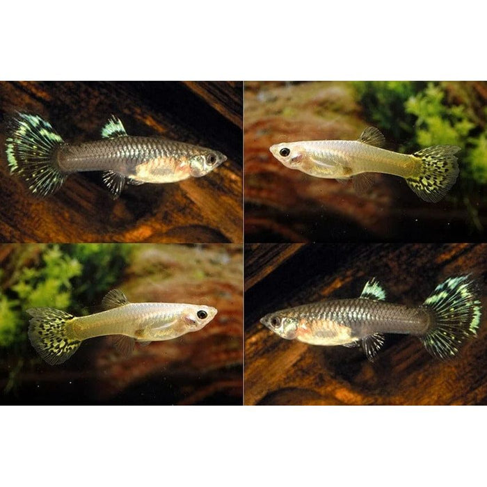 FOUDEBASSIN.COM POECILIA RETICULATUS SNAKE SKIN MIX (F) 3,5-4CM 8715897233494 V1456420