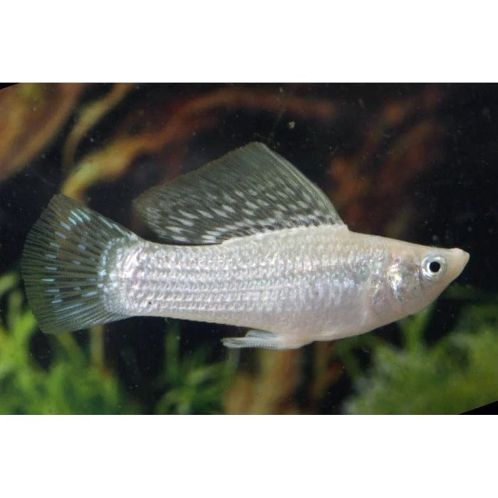 FOUDEBASSIN.COM POECILIA VELIFERA SILVER 4-5CM 8715897209741 V1459873