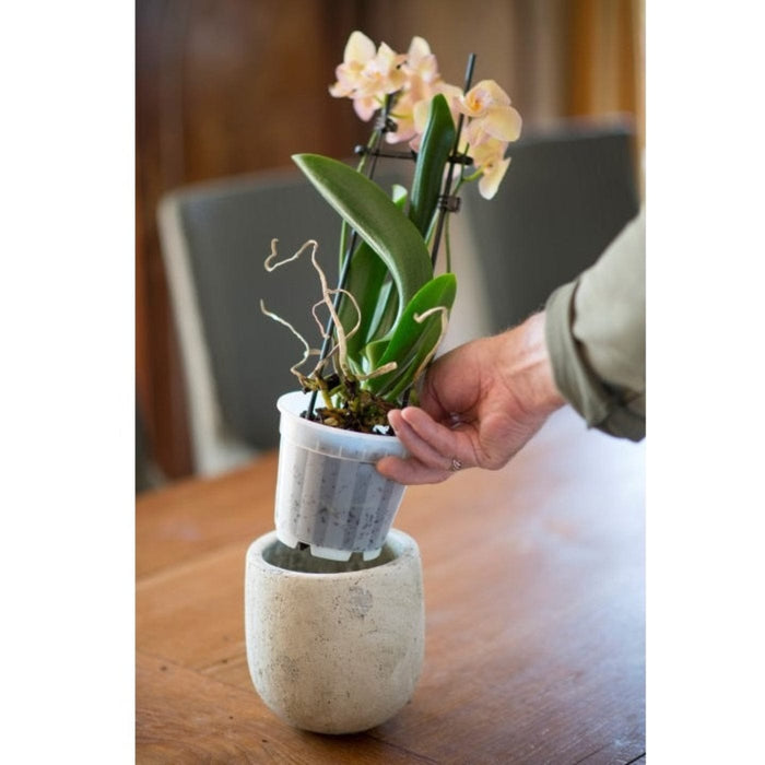 FOUDEBASSIN.COM Pot pour plantes orchidées transparent - Ø12 cm 8711338711019 6071101