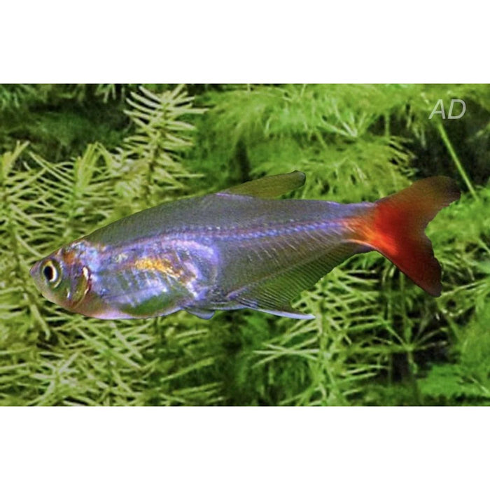 FOUDEBASSIN.COM PRIONOBRAMA FILIGERA 2-2,5CM 8715897284977 V1459955