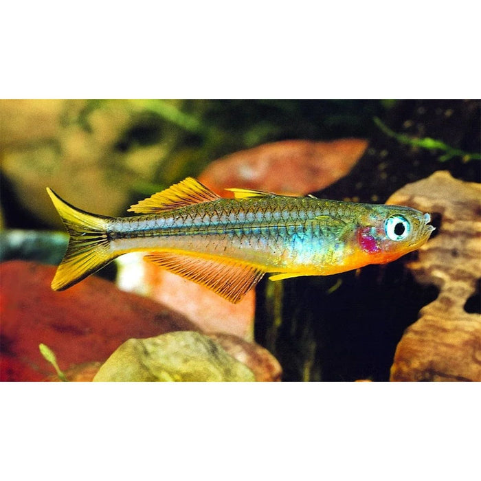 FOUDEBASSIN.COM PSEUDOMUGIL FURCATUS 1,5-2CM 8715897284960 V1459997