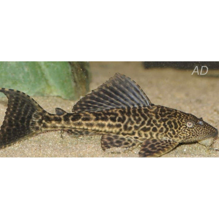 FOUDEBASSIN.COM PTERYGOPLICHTHYS JOSELIMAIANUS 4,5CM 8715897191893 V1454780