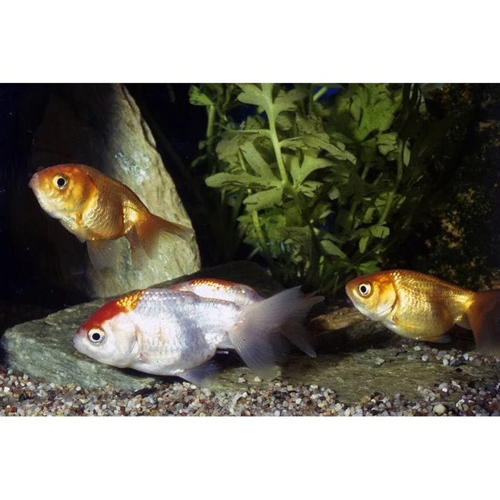 FOUDEBASSIN.COM RANCHU MIX 10-11 CM 8715897185670 V1223390