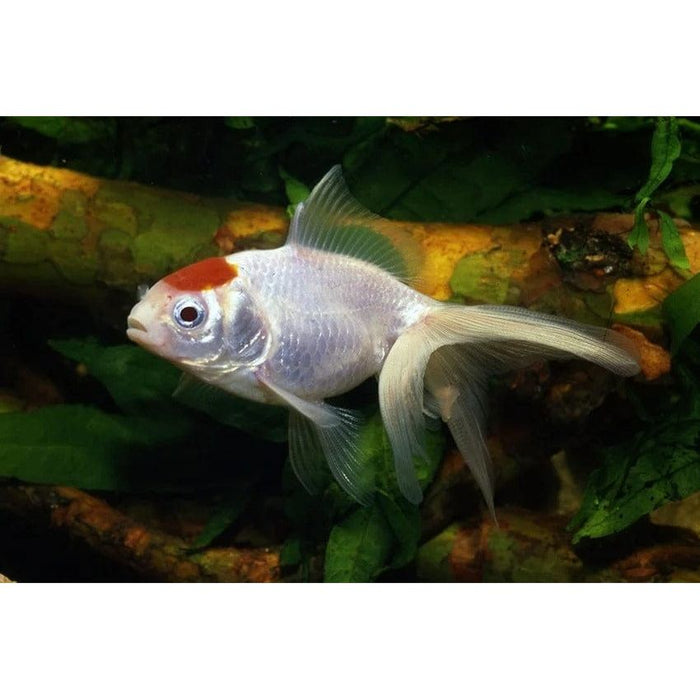 FOUDEBASSIN.COM RED CAP FANTAIL 5-6 CM 8715897008313 V1222005