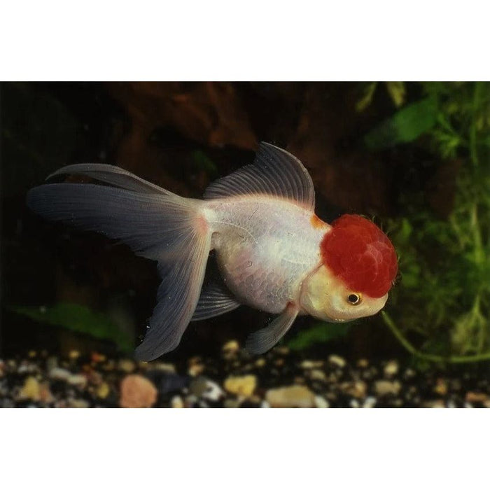 FOUDEBASSIN.COM RED CAP ORANDA 9-10 CM 8715897024559 V1222130