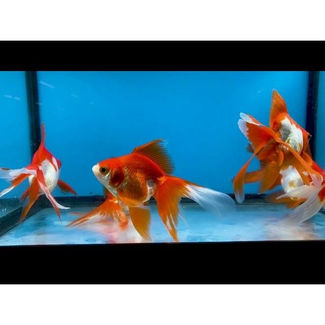 FOUDEBASSIN.COM RED-WHITE RYUKIN 10-11 CM 8715897010705 V1222945