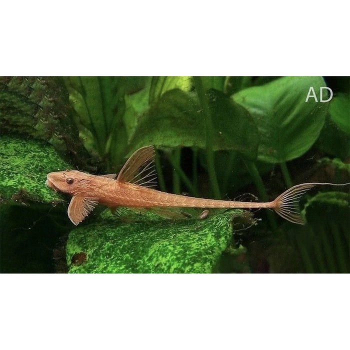 FOUDEBASSIN.COM RINELORICARIA LANCEOLATA RED 3,5-5CM 8715897277078 V1457215