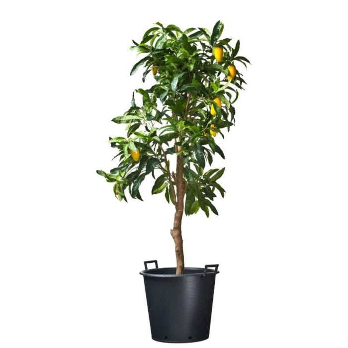 FOUDEBASSIN.COM Ritzi - Conteneur fond plat avec trous de drainage et poignées pour arbre - 30L - H32 x Ø36 cm 8711338703106 6070310
