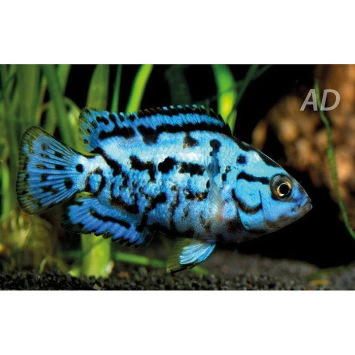 FOUDEBASSIN.COM ROCIO OCTOFASC. ELEC.BLUE 2-2,5CM 8715897293429 V1457240