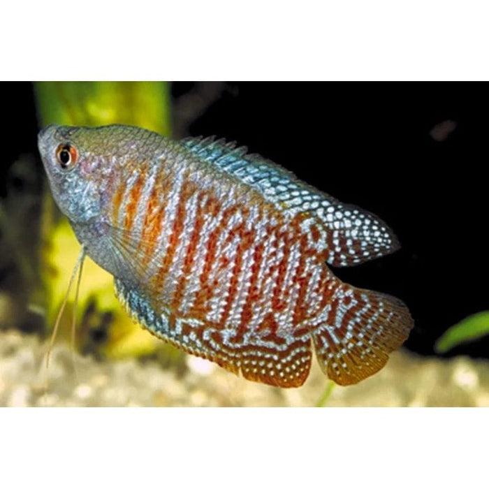 FOUDEBASSIN.COM TRICH.LALIUS RED CORAL 4-5CM PAIR 8715897048951 V1453050