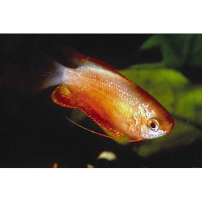 FOUDEBASSIN.COM TRICHOGASTER LABIOSA RED 3-4CM 8715897159534 V1452960