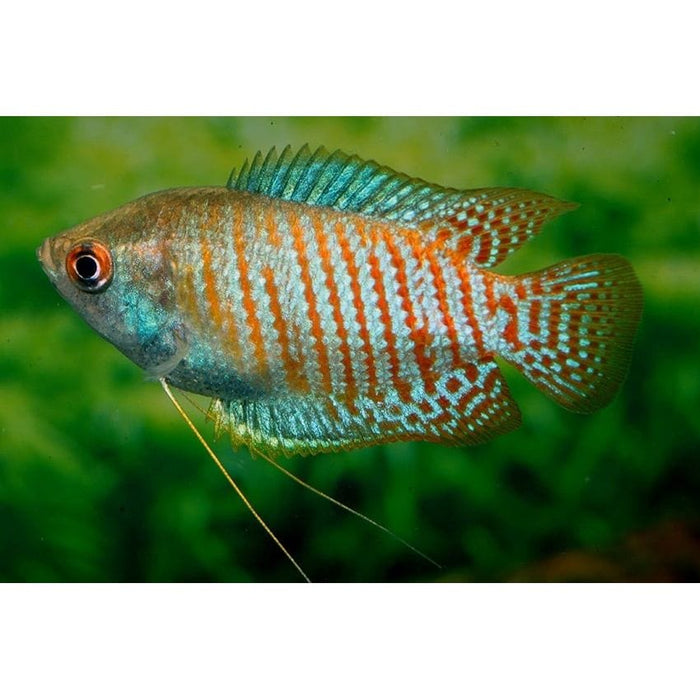 FOUDEBASSIN.COM TRICHOGASTER LALIUS 4-5CM PAIR 8715897048920 V1452930