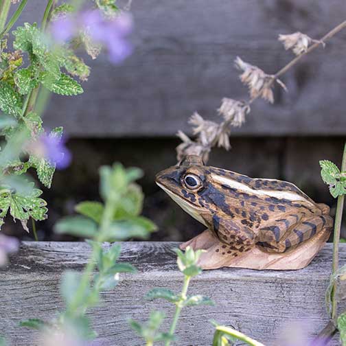 Wildlife Garden Décoration GRENOUILLE DES CHAMPS 7350054764711 WG5944