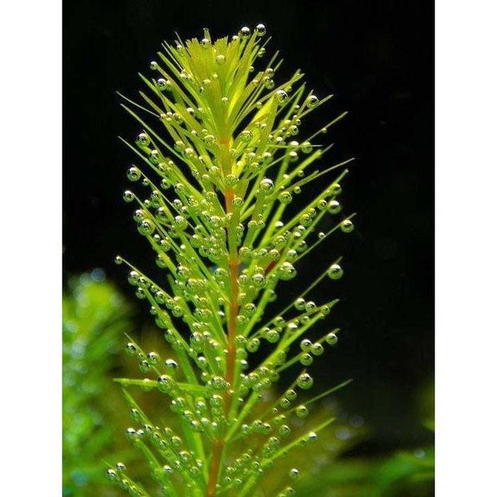 Aquigarden Plantes aquatiques Ceratophyllum Demersum (Cornifle immergée) - Plante oxygénante 8713469104463 8713469104463