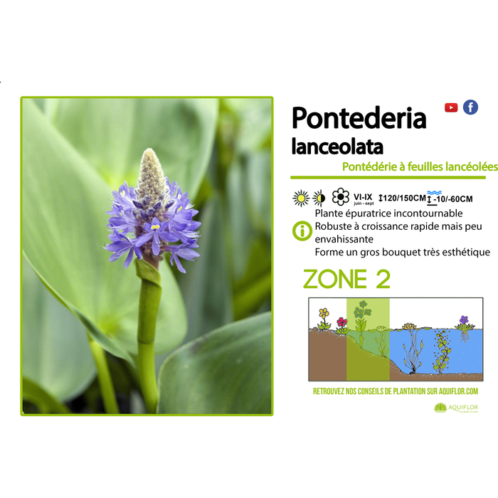 Aquigarden Pontederia Lanceolata - Pontédérie à feuilles lancéolées - Plante immergée