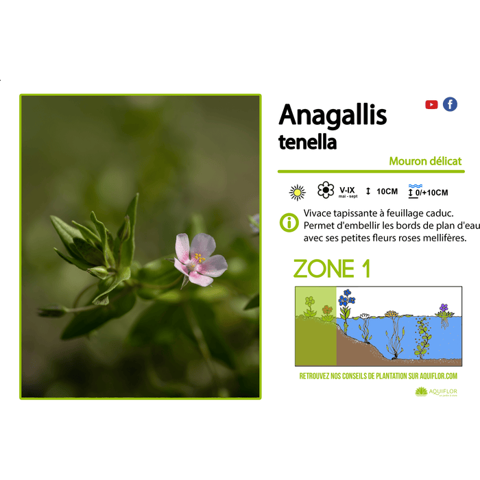 Aquipond Plantes aquatiques Anagallis Tenella - Mouron délicat - Plante de berge - Par 3 pièces