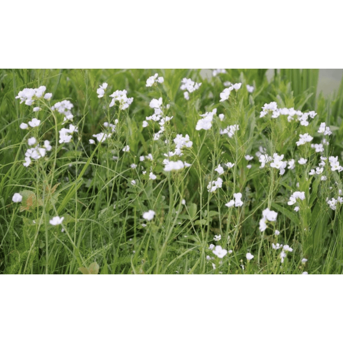 Aquipond Plantes aquatiques Cardamine praetensis - Cardamine des prés - Plante de berge