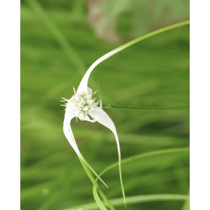 Aquipond Plantes aquatiques Dichromena colorata - Herbe étoilée - Plante de berge