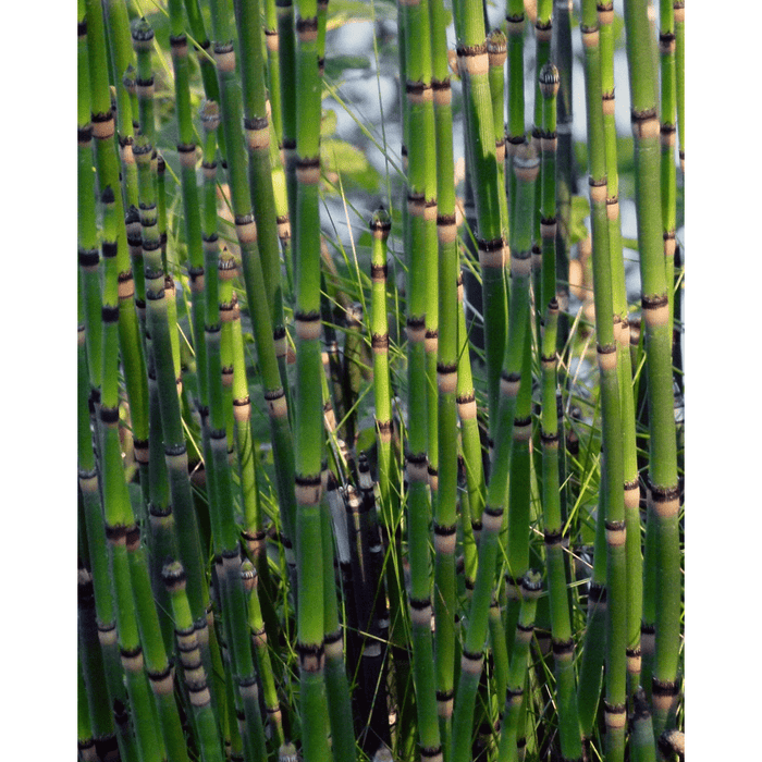 Aquipond Plantes aquatiques Equisetum japonicum - Prêle japonaise - Plante de berge