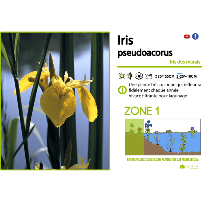 Aquipond Plantes aquatiques Iris Pseudoacorus - Iris de marais jaune - Plante de berge (La plus vendue!) - Par 3 pièces