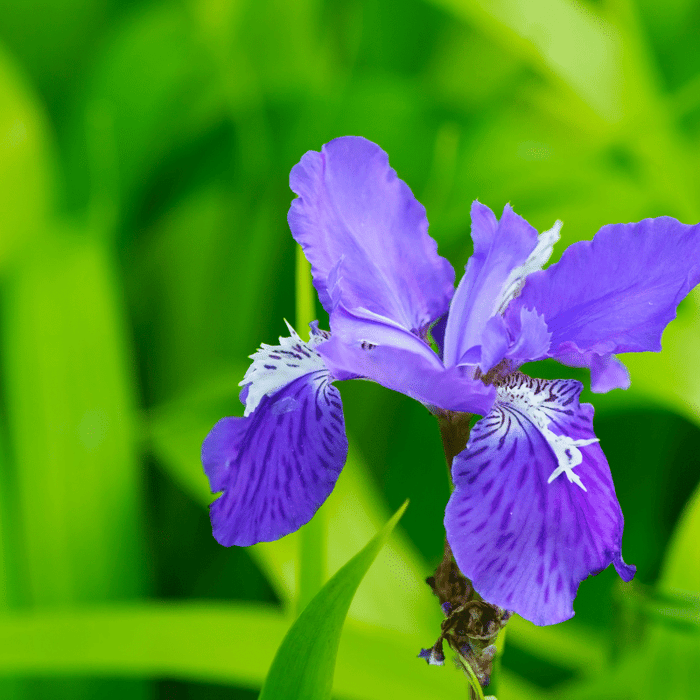 Aquipond Plantes aquatiques Iris Setosa - Iris de l'Alaska - Plante de berge