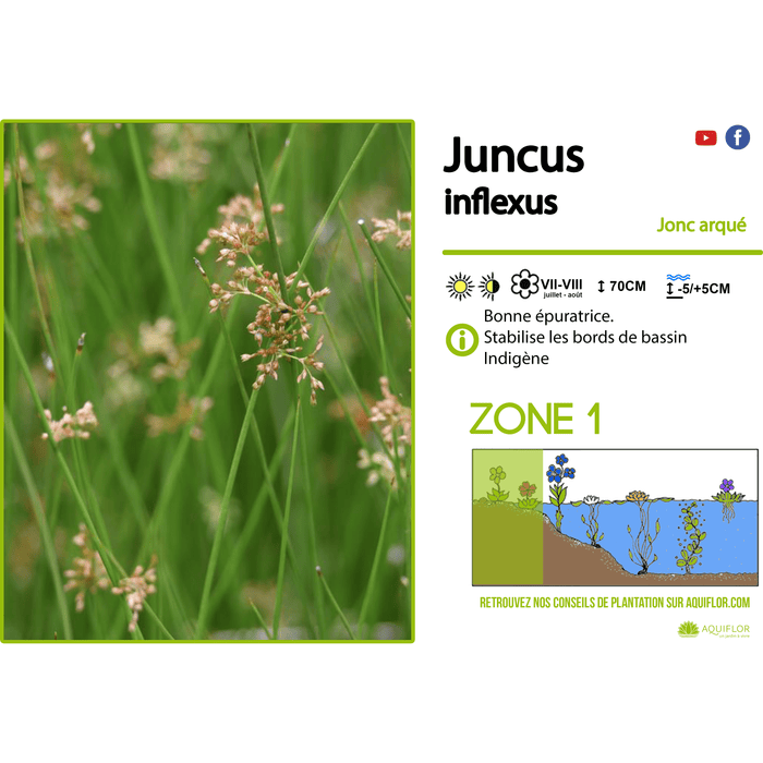 Aquipond Plantes aquatiques Juncus inflexus - Jonc arqué - Plante de berge - Par 3 pièces