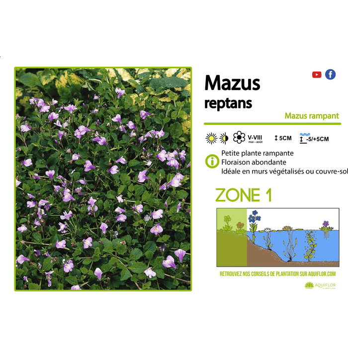 Aquipond Plantes aquatiques Mazus Reptans - Mazus rampant - Plante de berge - Par 3 pièces