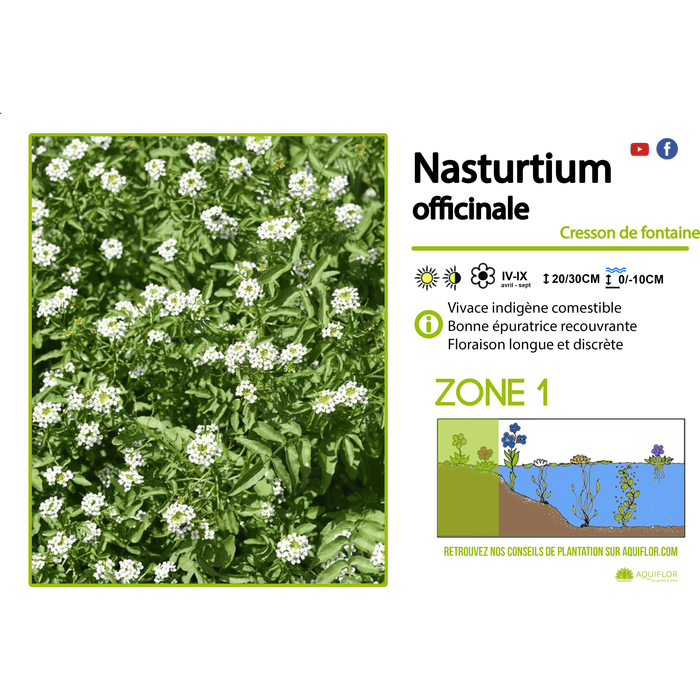 Aquipond Nasturtium Officinalis - Cresson de fontaine - Plantes de berge - Par 3 pièces